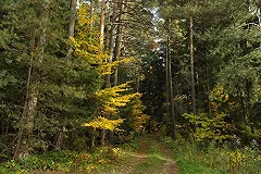 В Перми изнасилованную девушку живьем закопали в землю