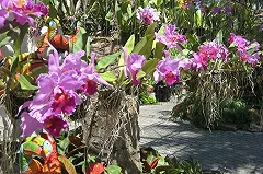 АТОР: Туры в Таиланд за два года подорожали вдвое