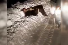 Свердловская собака сторожила пьяного хозяина, который лежал на трассе