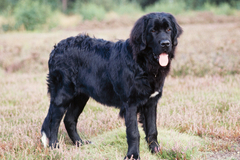 В Челябинске собака до смерти закусала садовода