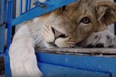 Спасенные челябинским «айболитом» Даллакяном лев с леопардом улетели в Танзанию