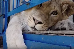 Спасенные челябинским «айболитом» Даллакяном лев с леопардом улетели в Танзанию