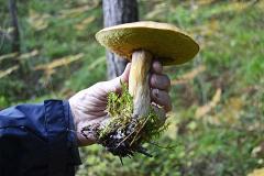 В Екатеринбурге продают грибы-гиганты
