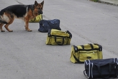 Призывники смогут служить в армии вместе со своими собаками