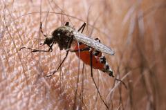 Для победы над малярией ученые предложили вакцинировать комаров