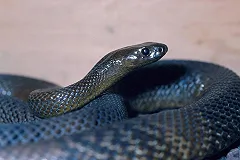 Названа причина исчезновения лап у змей