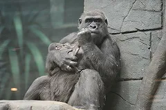 Новый зоопарк появится в Екатеринбурге только в 2030 году