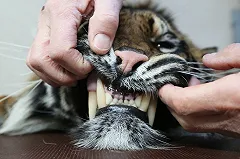 Дело маньяка из МВД, которого искали более пяти лет, передано в суд