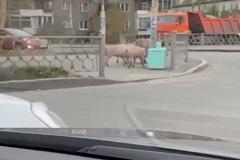 На улицах Екатеринбурга заметили разгуливающих свиней