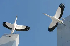 Трамваи между Екатеринбургом и Верхней Пышмой начнут курсировать с 2020 года