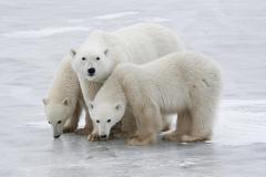 Белые медведи взяли в осаду российскую метеостанцию в Арктике