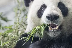 Китай закупит нижегородского мороженого на 100 миллионов рублей