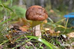 Свердловчане вновь радуются грибам после дождей