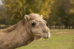 Возбужденный верблюд растоптал двух фермеров в Техасе