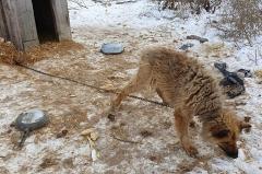 В Свердловской области на передержке для животных собак доводят до смерти