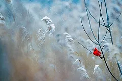 Синоптики заявили, что в Свердловскую область придёт аномальный холод