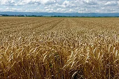 США и их союзники обвинили Россию в провоцировании глобального голода