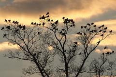 Для ворон, обитающих в парке Зеленая Роща, наступила «черная пятница»