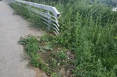 Нет урн — нет мусора. В Екатеринбурге нашли простой способ борьбы с уличными отходами