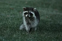 В украинской армии енотов обучат саперному делу