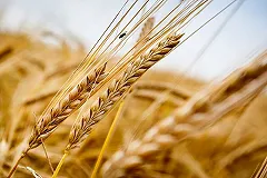 В Свердловской области ежедневно выкидывается 30 тонн хлеба