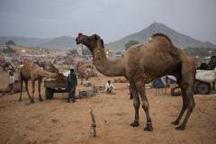В Индии простоявший весь день на жаре верблюд откусил голову своему хозяину