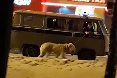 В Верхней Пышме ППСП «конвоировали» злого алабая за поводок, сидя в машине