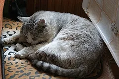 В Новой Зеландии надумали запретить домашних кошек