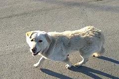 «Высадил, обнял и дал газу»: хозяин бросил собаку в Академическом