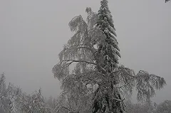 С придомовой территории по улице Библиотечная, 45 группа лиц срезала голубую ель