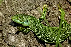 170 экзотических животных в одном чемодане