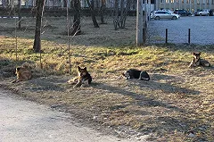 Власти Екатеринбурга конкретизировали понятие «газон»