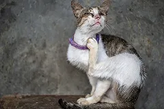 Китайские ветеринары обнаружили коронавирус у 15% кошек в Ухане