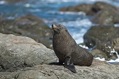 Морской котик забрался в лодку к сахалинским рыбакам и катался с ними весь день