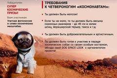 В Екатеринбурге ищут мопсов и такс для первого парада собак-космонавтов
