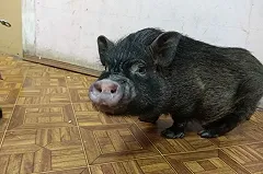Мини-пига Базуку забрали из приюта новые хозяева