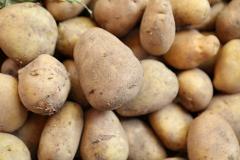 Проект «Уральский картофель» получил статус федерального и 170 миллионов рублей