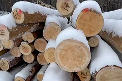 Жители поселка под Екатеринбургом рассказали, что происходит в их лесу под видом санитарной вырубки