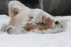 В немецком зоопарке белый медведь съел куртку и умер