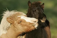 В Серове собаки загрызли единственного в городе пони, который 26 лет катал детей