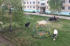 В одном из свердловских ПГТ по детским площадкам гуляют коровы