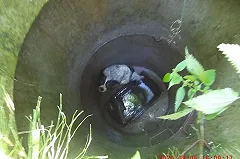 В Екатеринбурге мужчина спас умирающую от голода собаку из канализационного люка