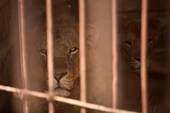 В Екатеринбурге поставят памятник умершей львице из поезда