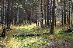 Первый случай клещевого энцефалита зарегистрирован в Свердловской области