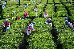 ВОЗ одобрила агрессивный подход России к коронавирусу