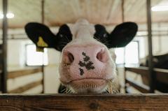 В свердловской деревне ввели карантин из-за опасного вируса у коров