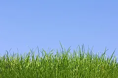 В РАН призвали не обрабатывать скверы и парки средствами от клещей