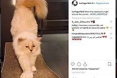 Лагерфельд завещал часть своего состояния кошке