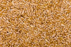 Засуха в Европе вызвала глобальный дефицит зерна