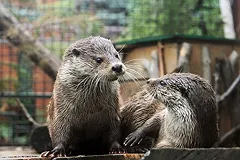 Екатеринбургский зоопарк предложили перенести за город